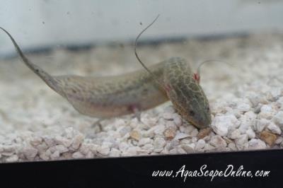 West African Lung Fish 6'' (Protopterus annectens)